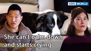 Will the owner fail to learn the training?😮 [Dogs are incredible : EP.156-3] | KBS WORLD TV 230207