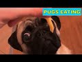 Funny videos of pugs eating