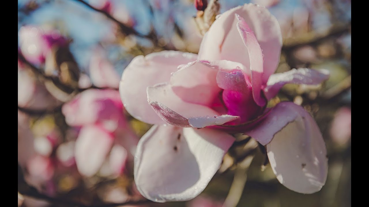 How to Grow Magnolias Mitre 10 Easy As Garden YouTube