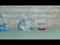 早朝の誰もいないリビングのカメラ映像を確認してみたら食器のまえで黙々と朝ご飯を待つうさぎさんの姿が映ってた・・・