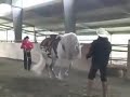 enseñando a bailar este caballo