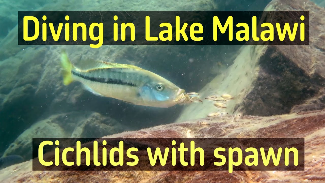 Cichlids with spawn in Lake Malawi