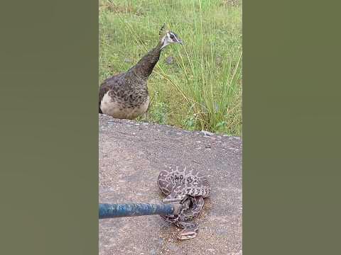 Python Snake 🐍 - YouTube