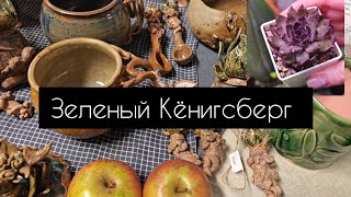 видео: Зеленый Кёнигсберг  картинка: Зеленый Кёнигсберг