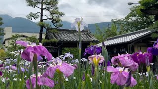 2024/05/27　菖蒲満開です！　名勝天赦園　その２　〜愛媛県宇和島市〜