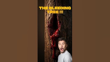 The Tree That Bleeds Red Sap ❗❗#shorts  #shortsvideo  #facts  #funfacts