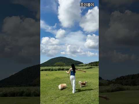 [🐶🐶제주3] 바다는 무섭고 잔디보다는 보도블럭을 더 좋아하는 도시강아지들과 제주여행  #제주애견동반 #조이봄이 #포메 #시츄 #shorts
