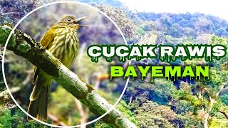 Suara cucak Rawis/Bayeman untuk pancingan burung Bahan