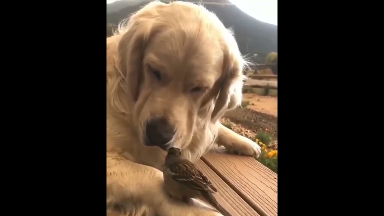 unbelievable Act of kindness by a Dog 🐶 || 