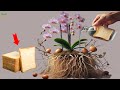 Bread the secret to orchids growing quickly having many roots and blooming 100 times more