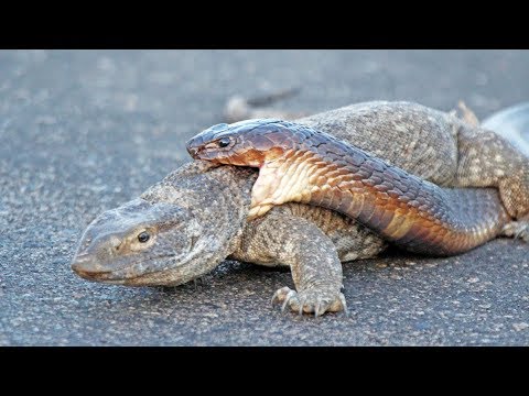 Cobra Snake Tries to Hunt Monitor Lizard
