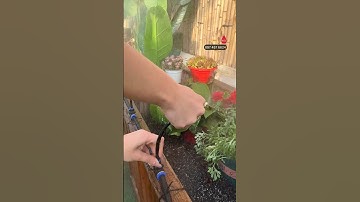 Lắp béc phun sương uốn cong 360 độ tưới cây cảnh tự động GIÁ RẺ #becphunsuong