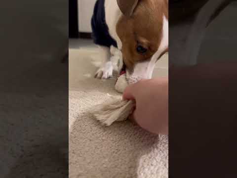 【Jack Russell Terrier傑克羅素㹴BonBon】dog protection toys#shorts#jackrussellterrier #傑克羅素㹴#잭러셀￼