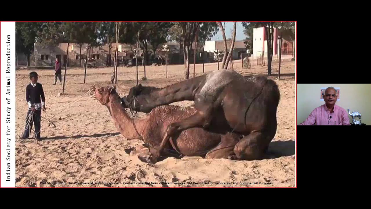 Distinctive features of camel reproduction. - YouTube