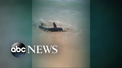 Shark bites paddleboard off Cape Cod beach