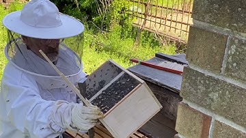 Installation of bees in a Warre hive.