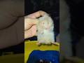 seekor babu 😱🙄 #cat #funny #viralvideo #funnyvideo