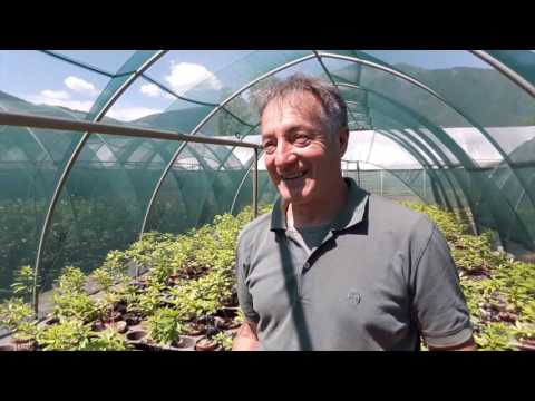 Video: Cura delle piante Daphne - Come prendersi cura delle varietà di piante Daphne