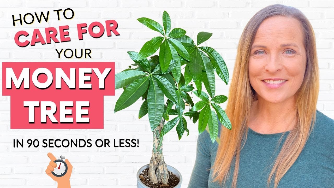 How To Care For A Money Tree (Pachira aquatica)