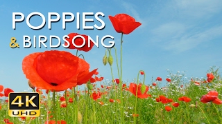 4K Poppy Meadow & Birdsong  Relaxing Nature Sounds & Video  UHD  Meditation/ Sleep/ Study/ Yoga