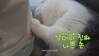 고양이 나쁜 손?!발?! Cat's Crazy Paw