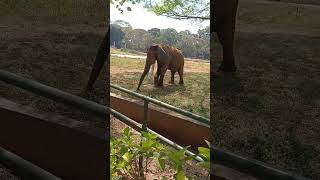 Largest Land Animal #African  Elephant # Shorts # YouTube Shorts