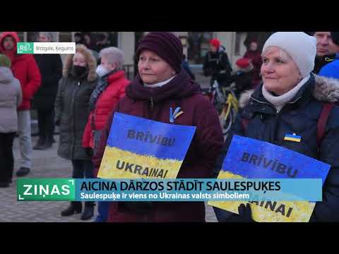 Video: Saulespuķu stādīšana: kā stādīt saulespuķu sēklas