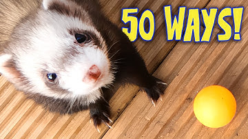 50 manieren om met fretten te spelen