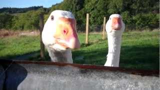 Rowdy Geese of the Farm.MP4