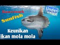 mengenal ikan mola mola bersama underwater #ikanmolamola #sunfish #underwater