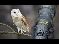 Wildlife Photography Vlog | Barn Owl | Nikon D850 &amp; 500PF