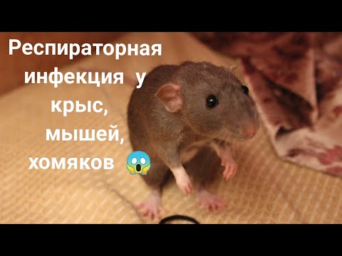 Респираторная инфекция у крыс, мышей, хомяков🐭🐭🐭Ринит, бронхит, пневмония. Как диагностировать?