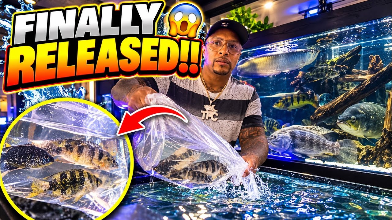 MY NEW FISH ARE FINALLY OUT OF QUARANTINE!! 😱🐟 INTO THE MASSIVE AQUARIUM THEY GO!!