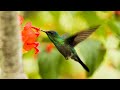 Nature Video 30 Seconds|WhatsApp Status Video|Nature Background Videos