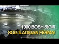 3500 bosh QORAMOL! O'rtacha kuniga 40 LITR SUT! Germaniyadagi fermada ish qanday tashkillashtirilgan