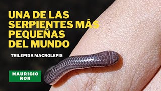 🐍Una de las serpientes más pequeñas del mundo - Trilepida macrolepis &quot;Cieguita&quot;