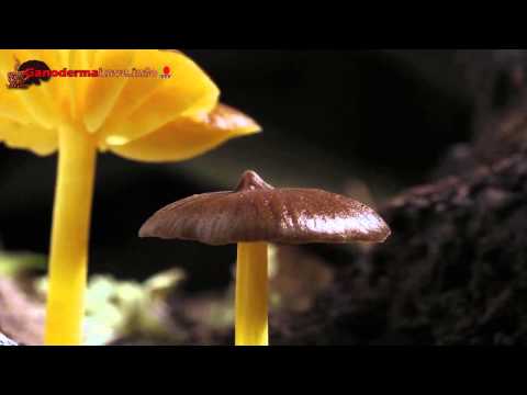 Videó: Hogyan Nőnek A Gombák
