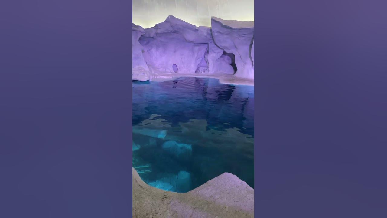 Seal and beluga whale swim🦭🐋 - YouTube