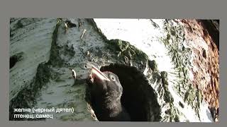 Желна (Черный дятел) - птенцы и взрослый. Dryocopus martius - Black woodpecker - chicks and an adult