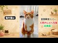 全部殿堂入りw人気のしゃべる猫【総集編】