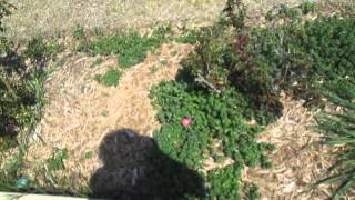 Lalaloopsy Easter Egg Hunt #2