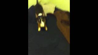 Bull Terrier Named Kilo