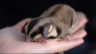 Bahaya!! ini tanda tanda Sugar Glider Dehidrasi