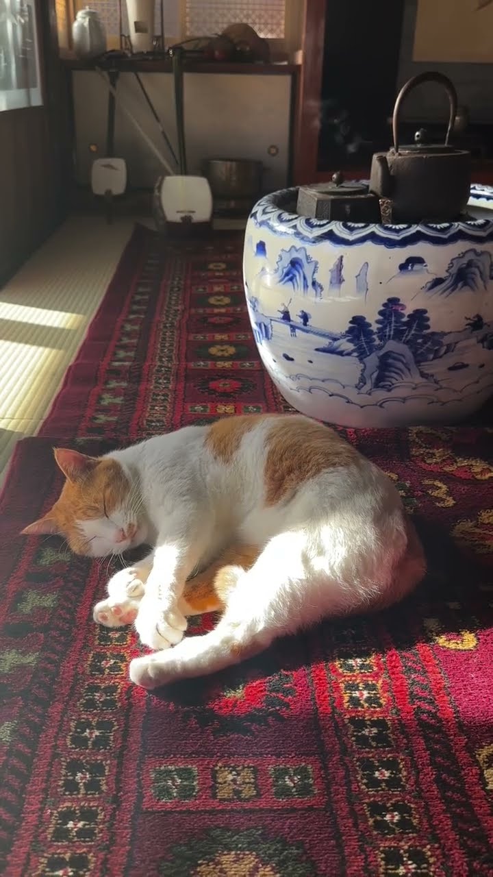 Bébé chaton très mignon ♥️ ♥️ ♥️ ♥️ ♥️
