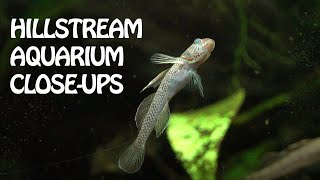 150g Hillstream Aquarium-Sometimes you just have to slow down