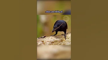 لهذا السبب يعتبر الغراب أذكى طائر في العالم شاهد هذه اللقطة المذهلة Shorts 