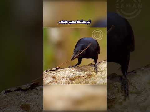 فيديو: هل الغربان التجارية علامة ingram؟