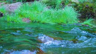 Beautiful Bird Song, Calming Little Waterfall Sound in the Jungle - Susu Vlog