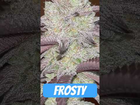 Ernte Zeit Oreoz Og Strain #420 #seedtoharvest #crazybud