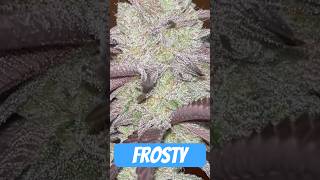 Ernte Zeit Oreoz Og Strain